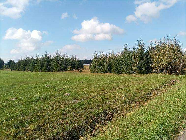 Likwidacja plantacji, sprzedam choinki TANIO