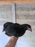 Australorp czarny / niebieski 16 tygodni