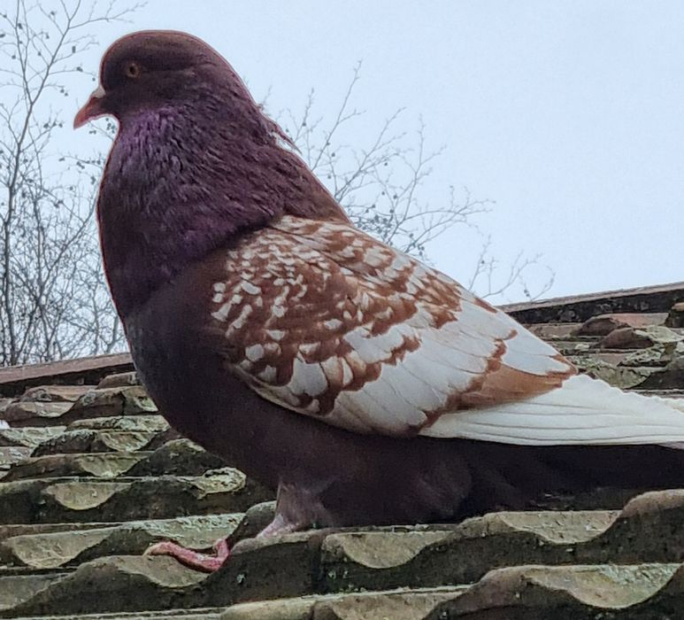 Sprzedam Gołębie Rysie