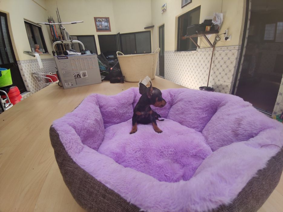 Pinscher pincher miniatura criado em ambiente fami