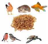 Mącznik suszony, mealworm, karma dla gadów, ptaków, kur, ryb 500g
