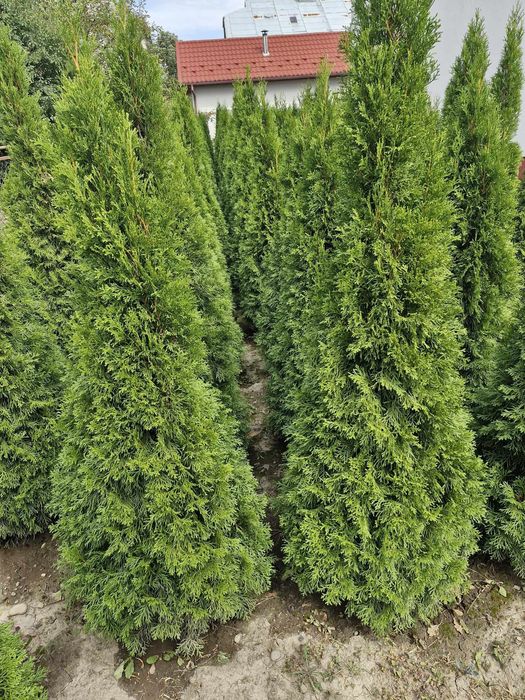 Туї Смарагд завезені з Польщі