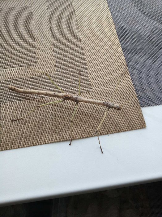 Палочники домашні тварини