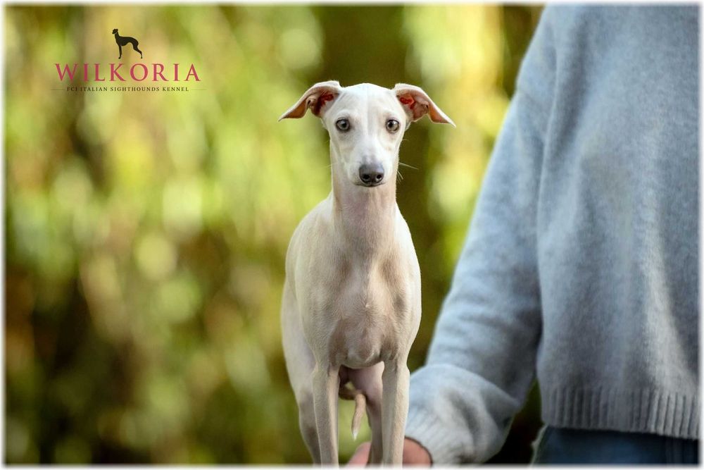 Charcik włoski cudny piesek kremowy * hod. Wilkoria FCI * Charciki *