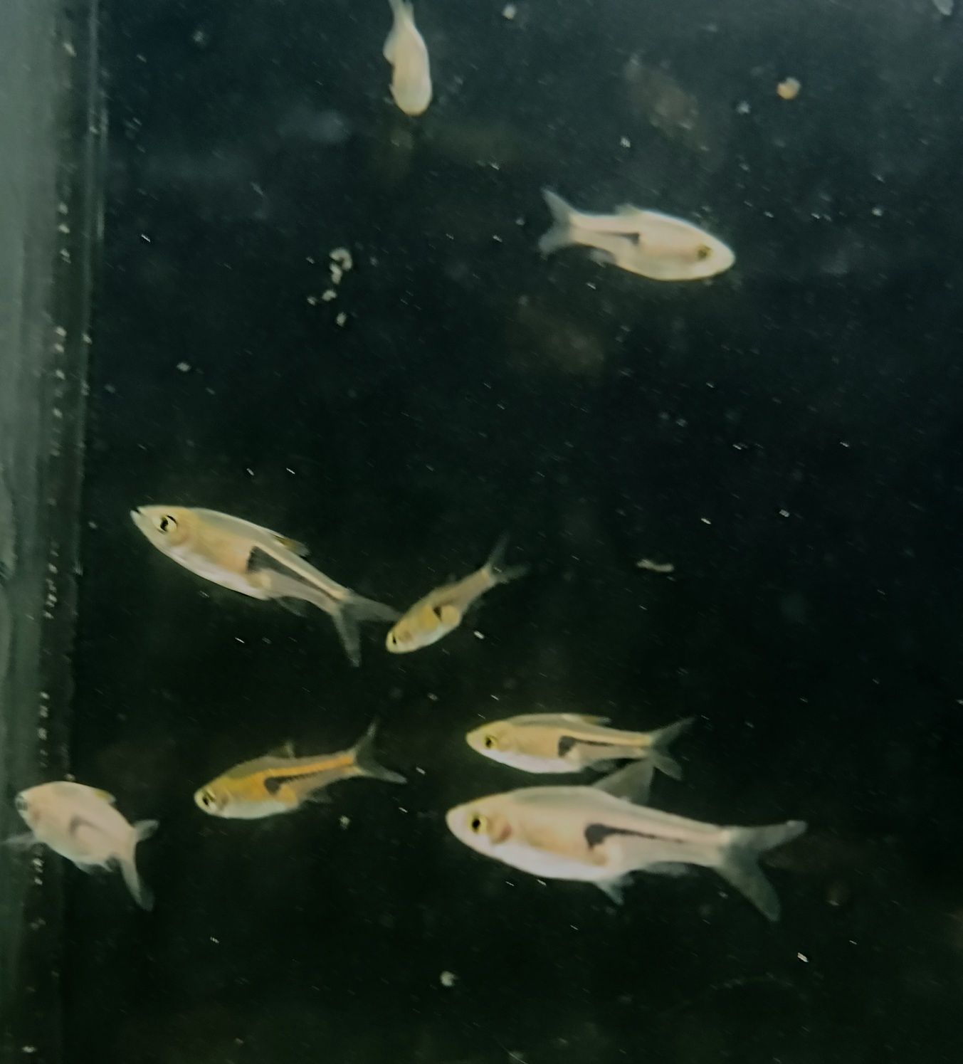 Rozbora espei ryby do nano akwarii