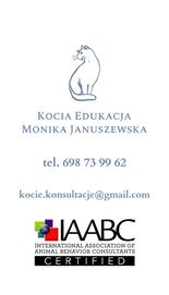 Koci behawiorysta - konsultacje online.