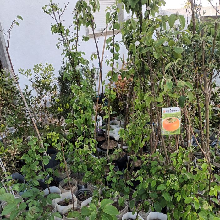 Árvores de fruto de excelência