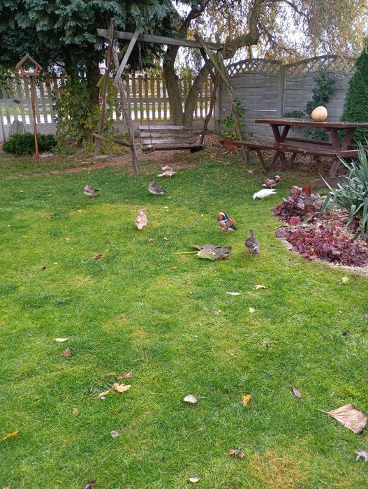 Kaczki kaczorki mandarynki