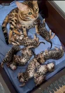 Kocięta bengalskie z centralnej Polski - FPL
