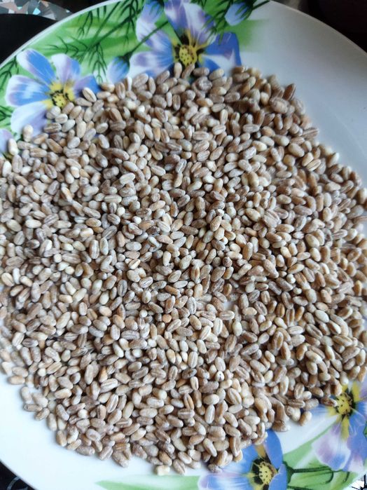 круподерня (крупорушка) для  зернових і зернобобових