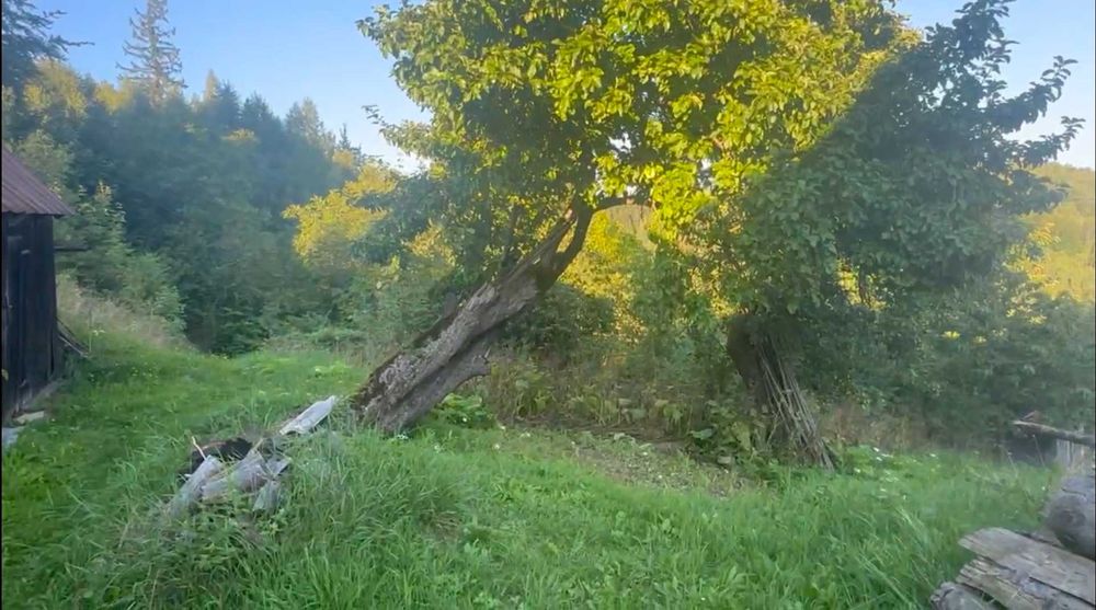 Ділянка зі старою хатою 2,25 гектари