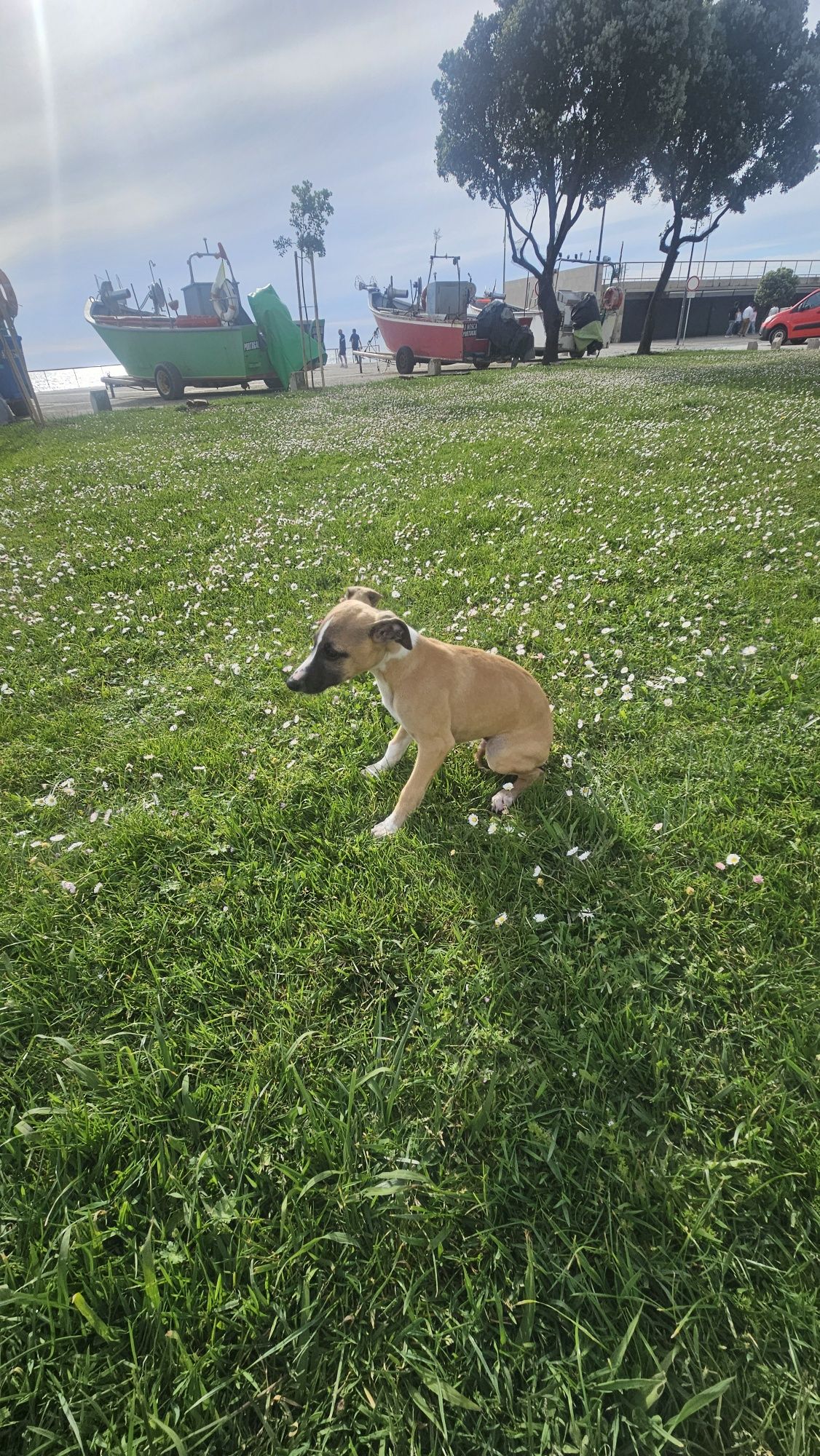 Galgo whippet macho