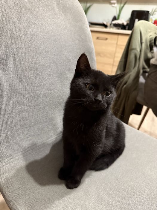 Oddam w dobre recę kotki