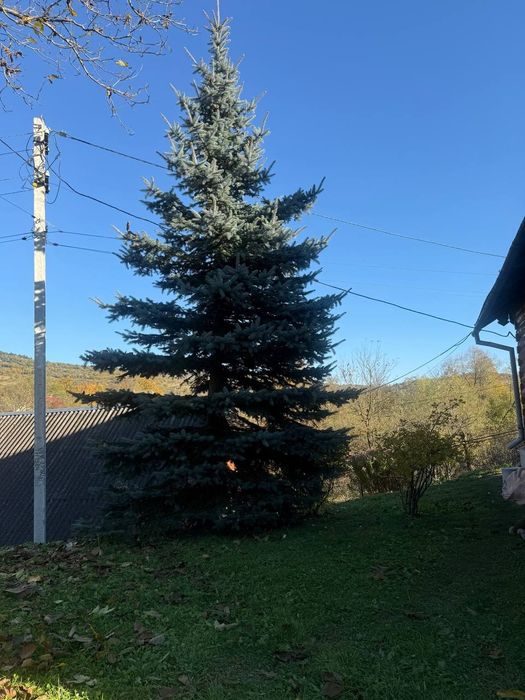 Сибірська Ялинка