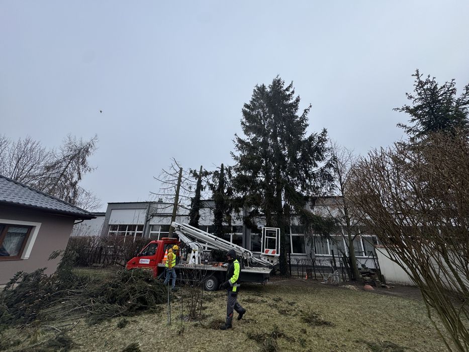 Wycinka i Przycinanie Drzew / Tui z podnośnika koszowego - Pruszcz Gd.