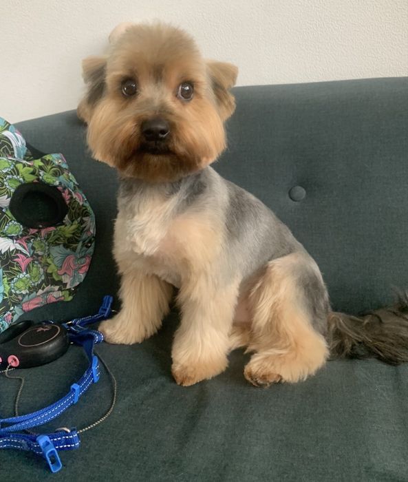 Стрижка собак і котиків