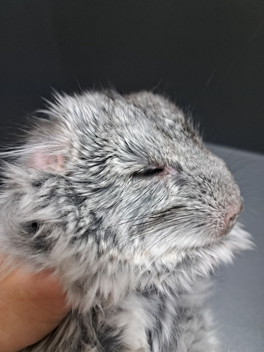Szynszyle szynszyla szynszyl ANGORA