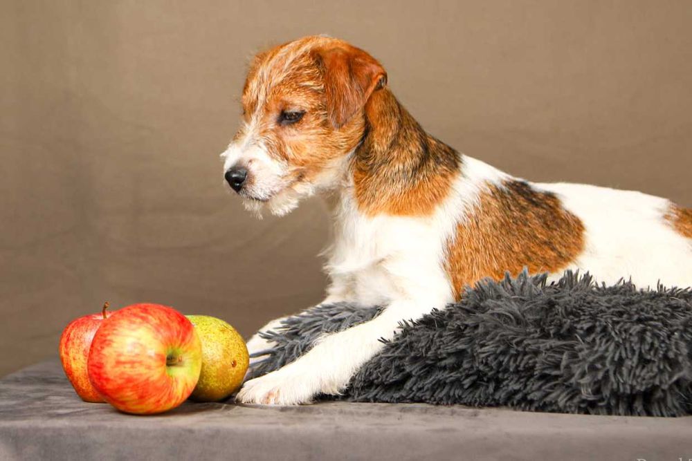 piesek Jack Russell terrier ZKWP/FCI