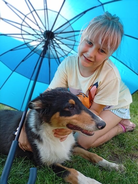 Owczarek szkocki collie