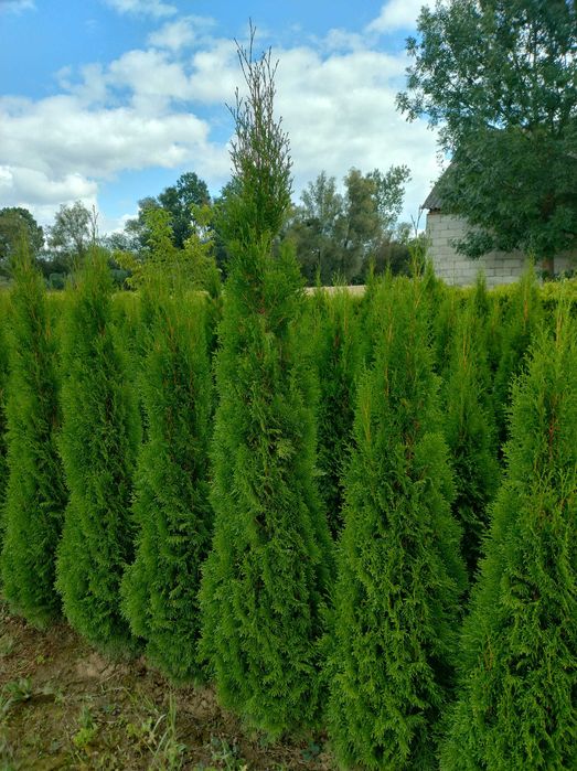Tuja Szmaragd 150-200.Wyprzedaż.Dowóz