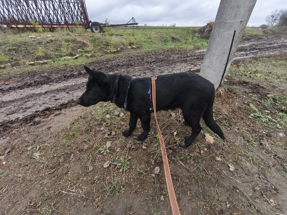 Отдам щенка(мальчик) в добрые руки!!!