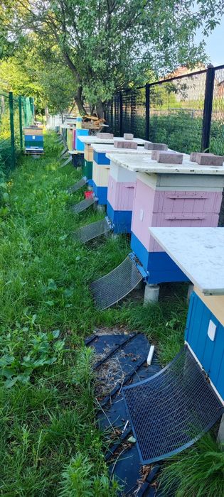 Sprzedam rodziny pszczele,odkłady,pakiety.