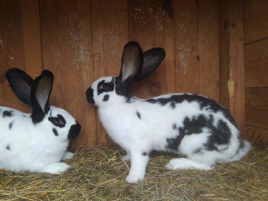 Króliki srokacze samice