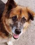 Kochany dziadeczek Moris do adopcji