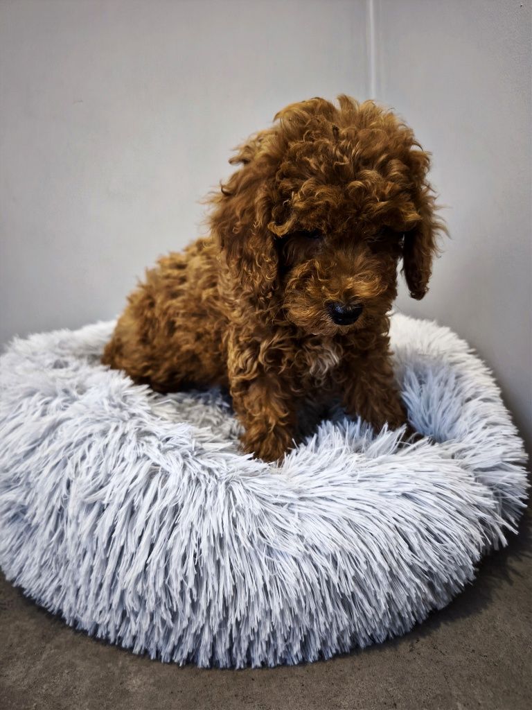 Maltipoo chłopiec