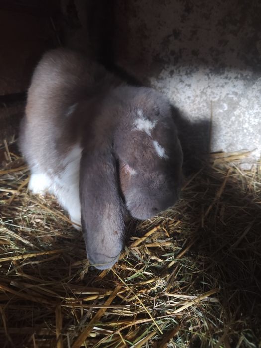 Samiec barana francuskiego