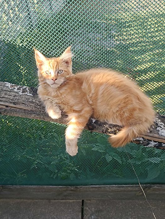 Piękne koty Maine coon