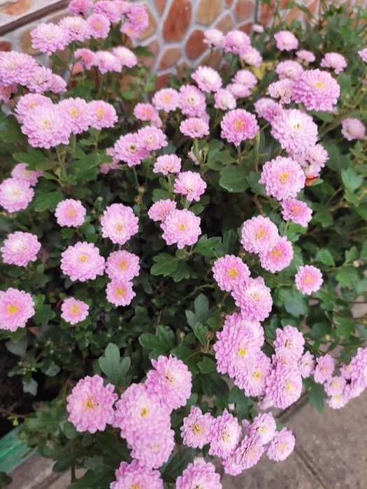 Корейська хризантема, мультифлора