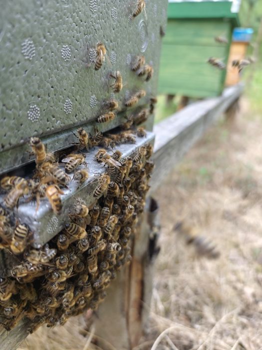 Odkłady pszczele 5 ramkowe