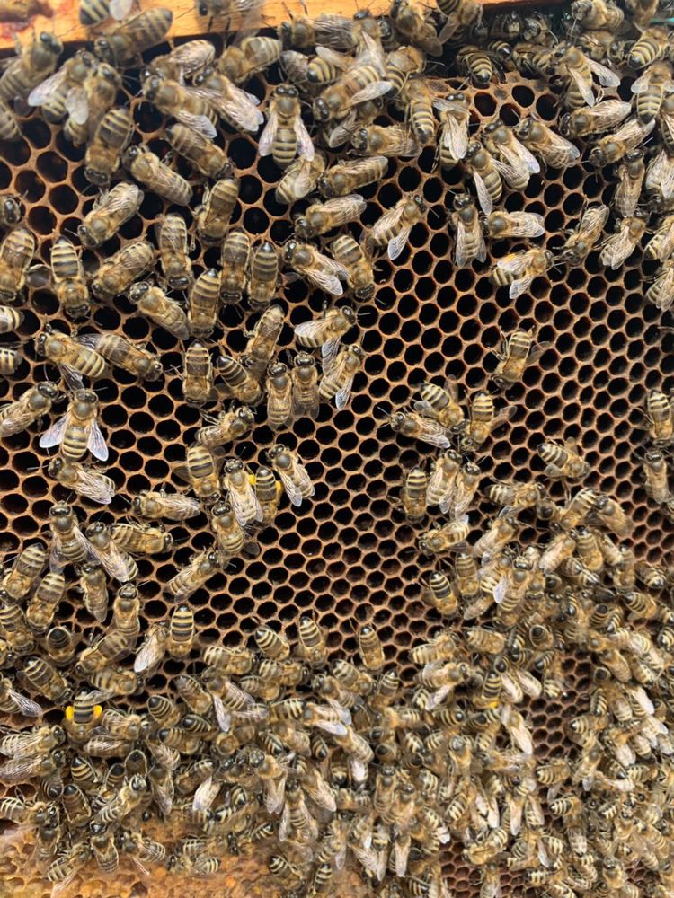 Продам 10 рамкові Бджолосім‘ї