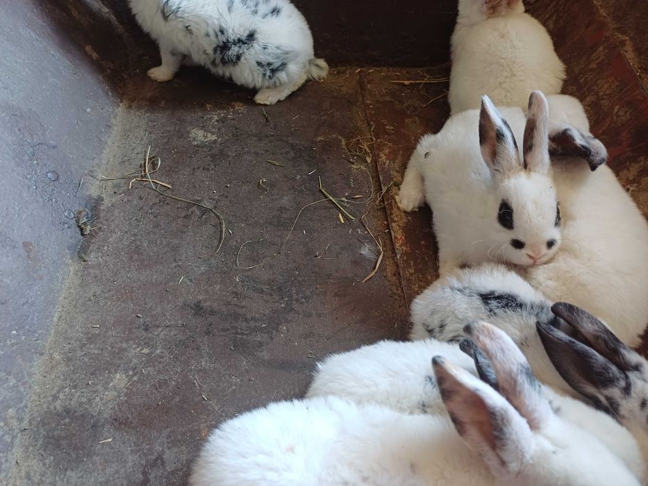 Sprzedam króliki rex miniaturka parka