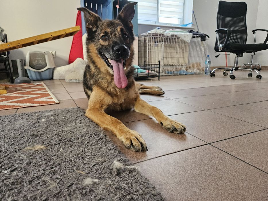 Rico szuka domu na stałe