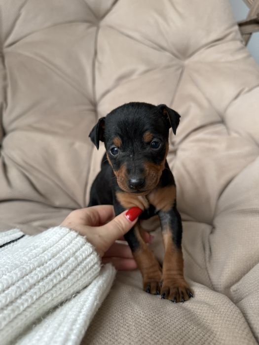 Цуценятка цвергпінчер