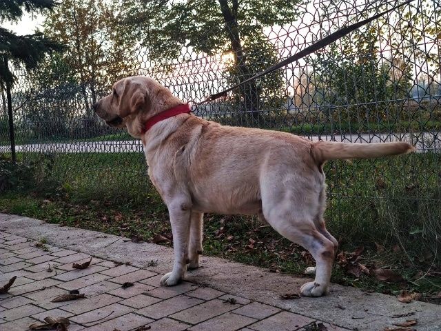 Dorosłe Psy Labrador Retriever - oddam