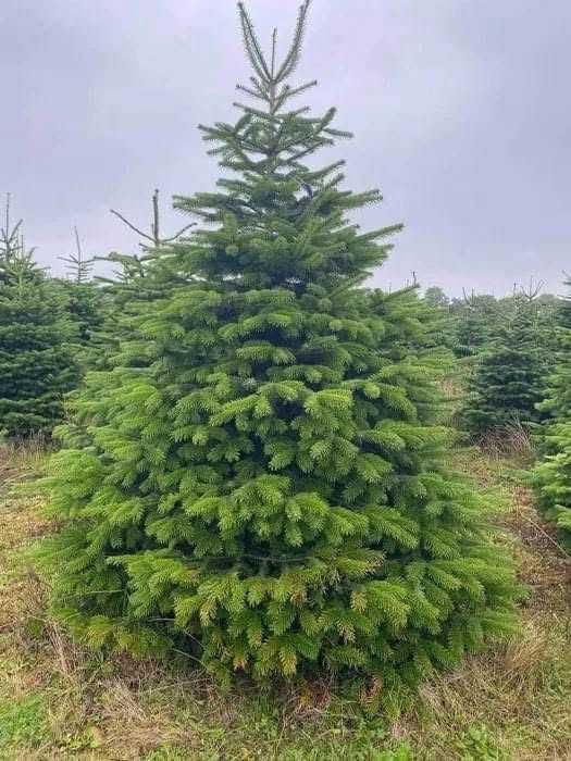 Jodla kaukaska z dostawa do domu! Piekne choinki do twojego domu