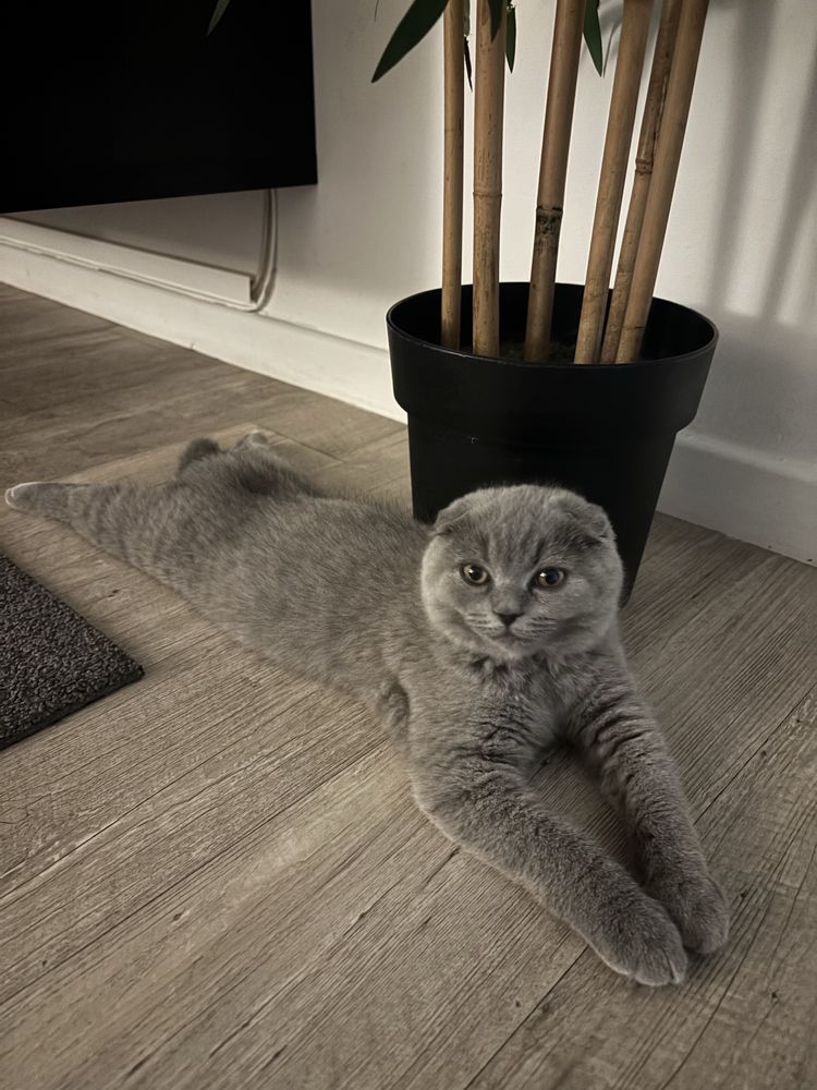 Scootish Fold Blue ( 3 meses )