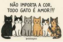 Adoção Gatinhos Bebés (todos machos),