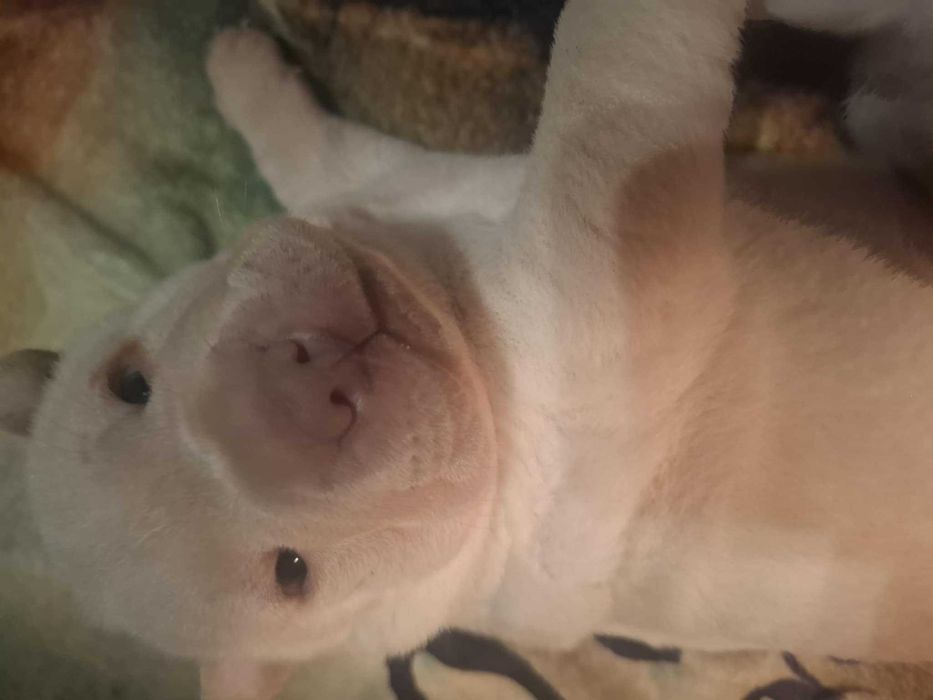 Shar pei szczeniaczek