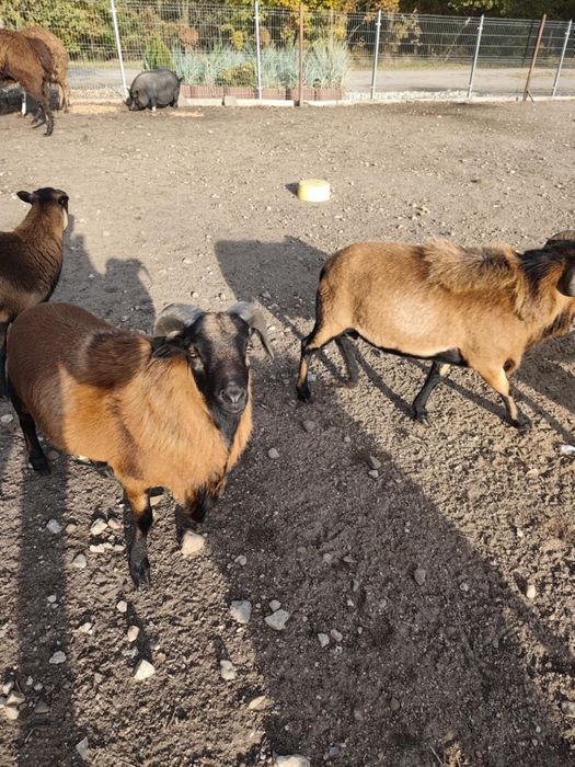 Owce kameruńskie, bażanty złociste,kaczki mandarynki przepiórki