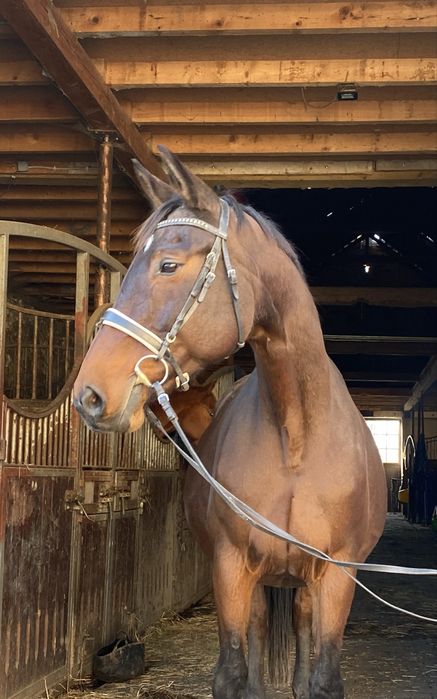 Klacz hanowerska 13 lat Okazja!!!