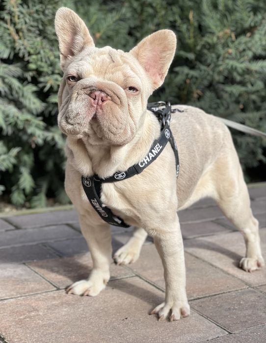 Девочка биг роп в редком окрасе