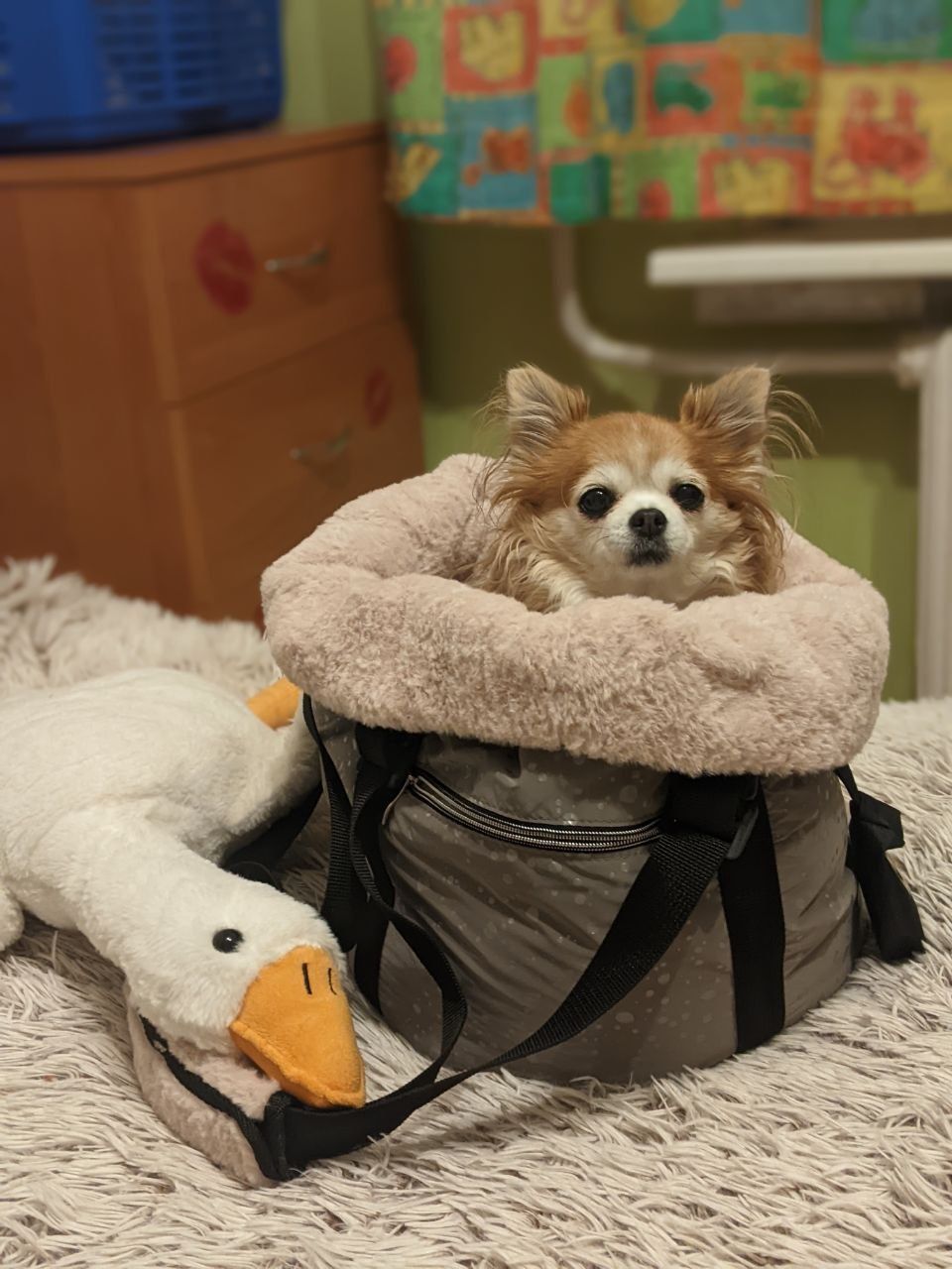 Transporter torba sling dla mini psa ocieplane na zimę