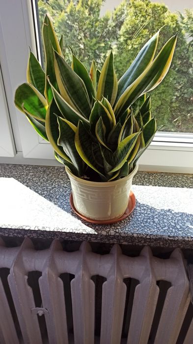 Sansevieira do sprzedania