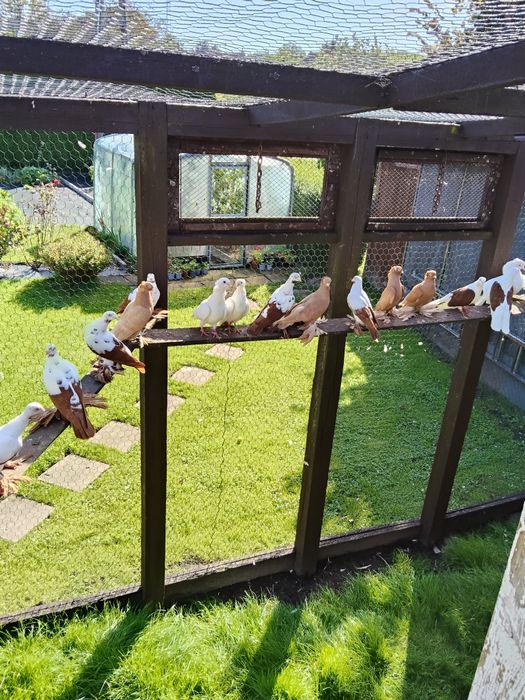 Gołębie ozdobne 49 szt. 2700zł.