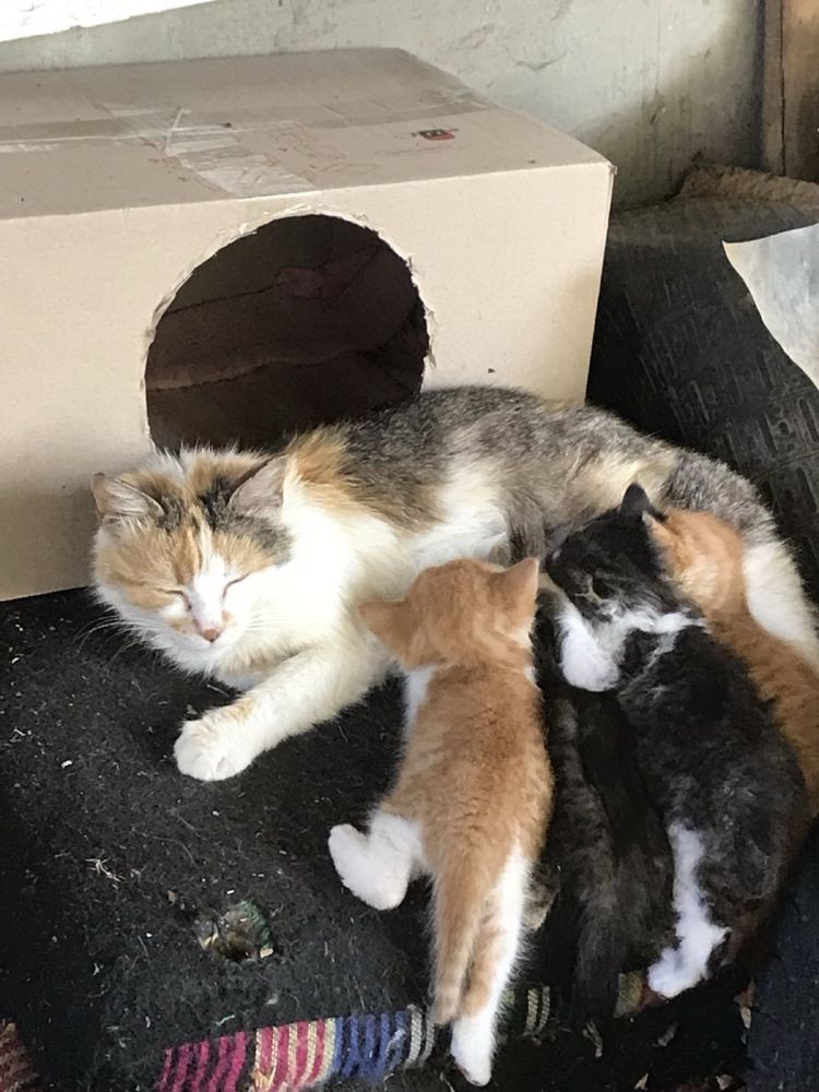 Кошенята, віддам безкоштовно