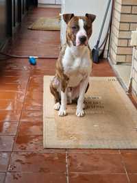 Pitbull Staffordshire terrier